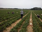 Сезонна робота в Польщі Сезонна робота в Польщі