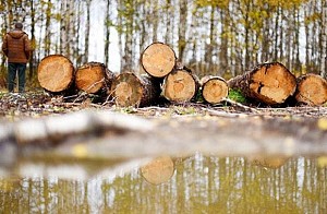 На кого возложить ответственность за вырубки лесополос?