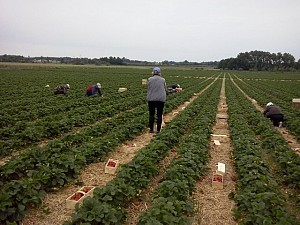 Сезонна робота в Польщі Сезонна робота в Польщі