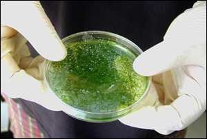 ����-������� �� �������� Audi